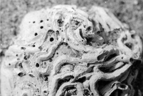 macro MER