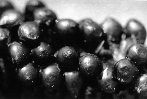 macro MER